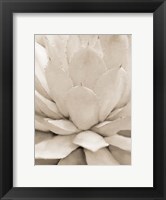 Framed Agave Neutral 1