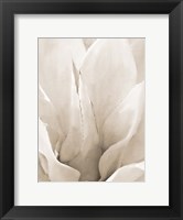 Framed Agave Neutral 2