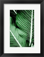 Framed Tropical 1