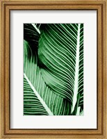Framed Tropical 1