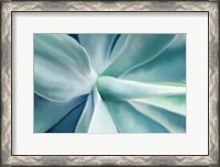 Framed Agave