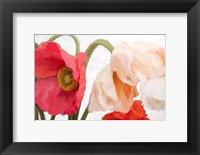 Framed Poppies