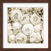 Framed Dried Roses