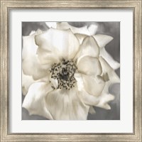 Framed Golden Rose