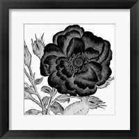 Framed Black and White Bloom 1