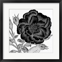 Black and White Bloom 1 Framed Print