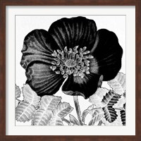 Framed Black and White Bloom 2