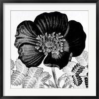 Framed Black and White Bloom 2