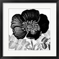 Framed Black and White Bloom 2