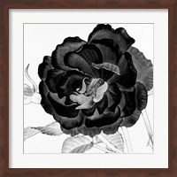 Framed Black and White Bloom 3