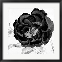 Framed Black and White Bloom 3
