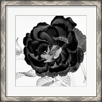 Framed Black and White Bloom 3