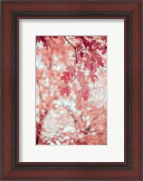 Framed Pink and Coral Maple Leaves