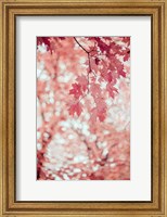 Framed Pink and Coral Maple Leaves