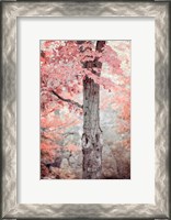 Framed Pink and Coral Maple Tree