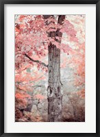 Framed Pink and Coral Maple Tree