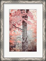 Framed Pink and Coral Maple Tree