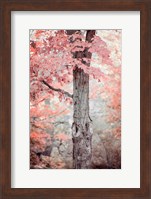 Framed Pink and Coral Maple Tree
