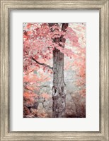 Framed Pink and Coral Maple Tree