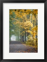 Framed Tunnel Through Misty Forest