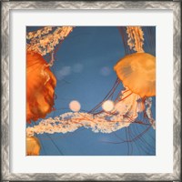 Framed Jelly Fish 1