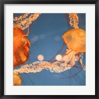 Framed Jelly Fish 1
