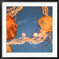 Framed Jelly Fish 1