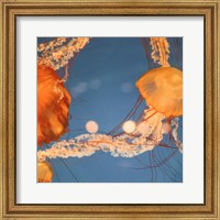 Framed Jelly Fish 1