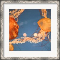 Framed Jelly Fish 1