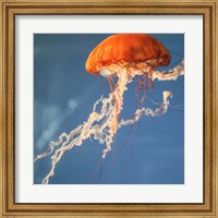 Framed Jelly Fish 2