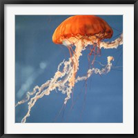 Framed Jelly Fish 2