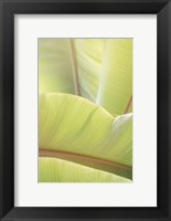 Framed Palm Leaves No. 1