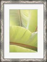 Framed Palm Leaves No. 1