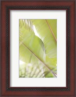 Framed Palm Leaves No. 2