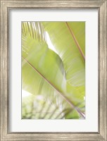 Framed Palm Leaves No. 2
