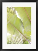 Framed Palm Leaves No. 2