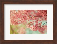 Framed Cheery Cherry Blossoms