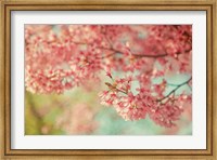 Framed Cheery Cherry Blossoms