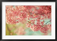 Framed Cheery Cherry Blossoms
