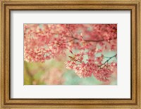 Framed Cheery Cherry Blossoms