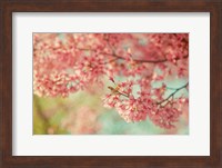 Framed Cheery Cherry Blossoms