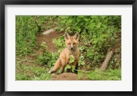 Framed Fox and Flower