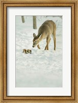 Framed Winter Squirrel and Deer