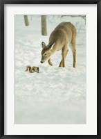 Framed Winter Squirrel and Deer