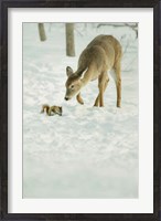 Framed Winter Squirrel and Deer
