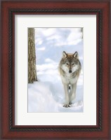 Framed Winter Wolf