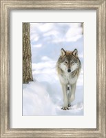 Framed Winter Wolf