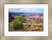 Framed Grand Canyon Medicine