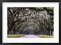 Framed Wormsloe Alley