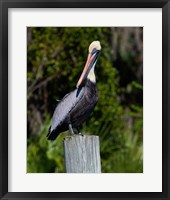 Framed Pelican Watching